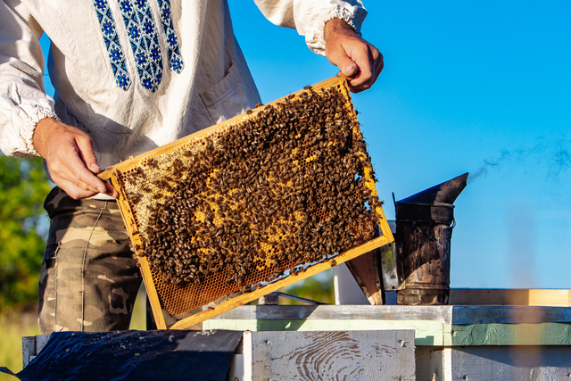 Beekeeper showcasing honeycomb.