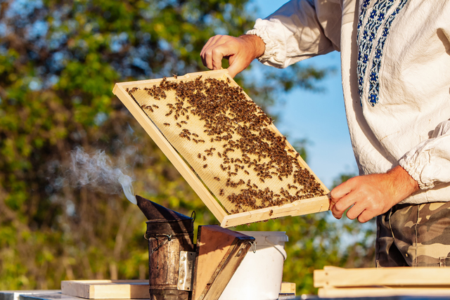 Beekeeper showcasing the dusk hive method to extract honey from honey comb.
