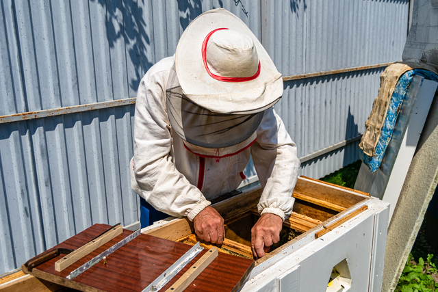 Beekeeper manually extracting honey from honey comb.