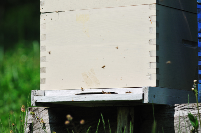 Bee hive with honey bees producing honey.