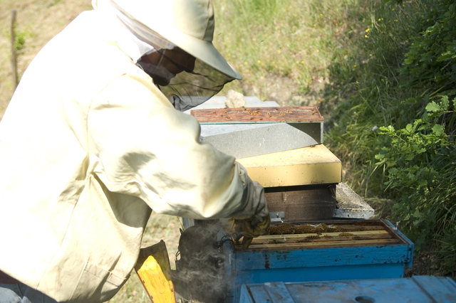 Beekeeper using escape board method to harvest honey.