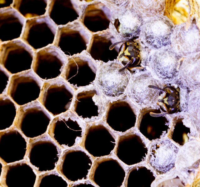 2 bees stuck in honey comb infected with varroa mites infestation.