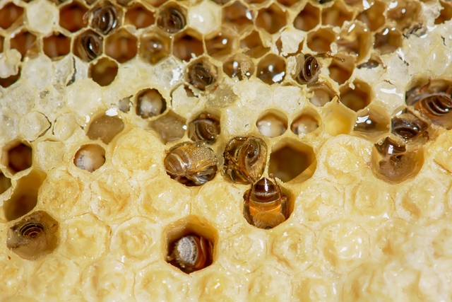 Bees on honey comb infected with nosema disease.