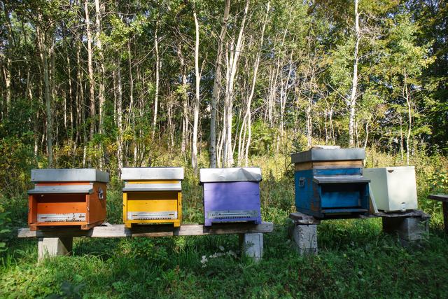 Showcasing 4 beehives next to each other.