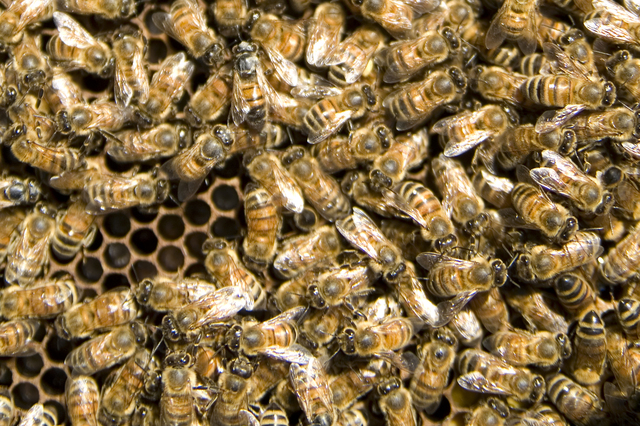 Bees on honey comb infected with American Foulbrood.
