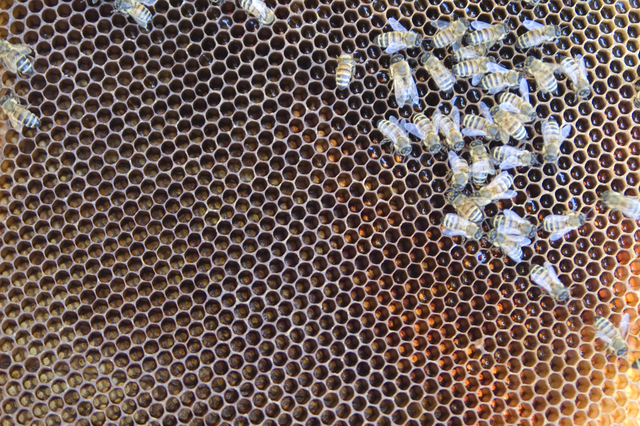 Bees on honey comb infested with European Foulbrood.