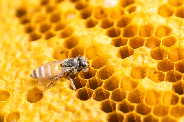 Single bee on honey comb infested by Small Hive Beetle.