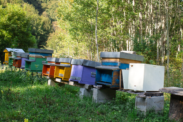 A row of beehives.