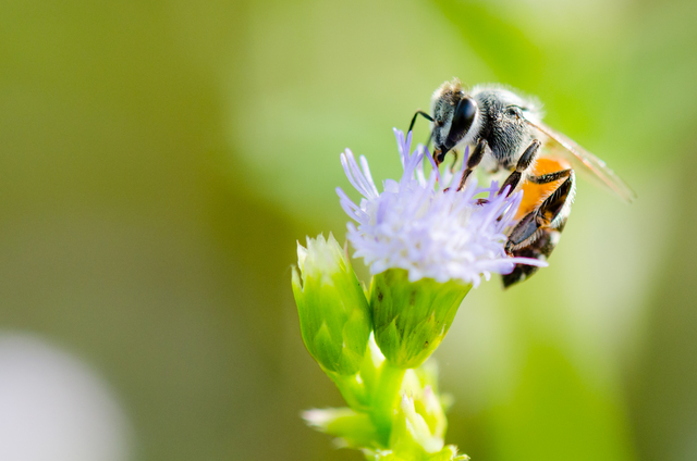 A bee on a flower.