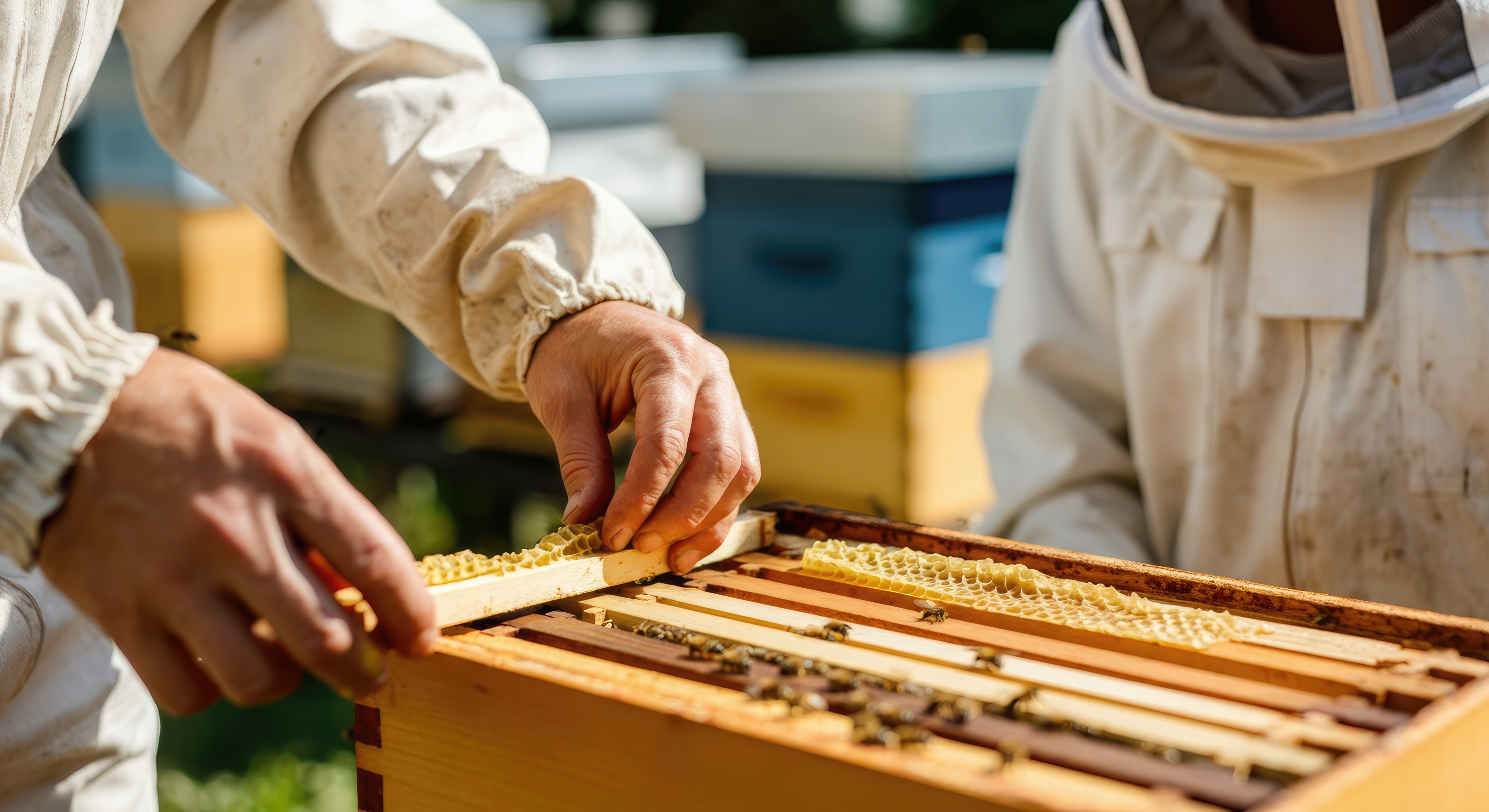 Beekeeper using clearing board method to safely remove bees from honey frames during harvest